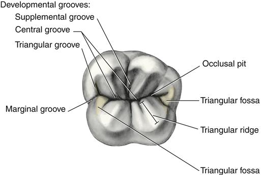 <p>developmental groove that crosses marginal ridges, serves as a spillway for food</p>