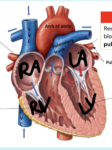 <p>left ventricle</p>