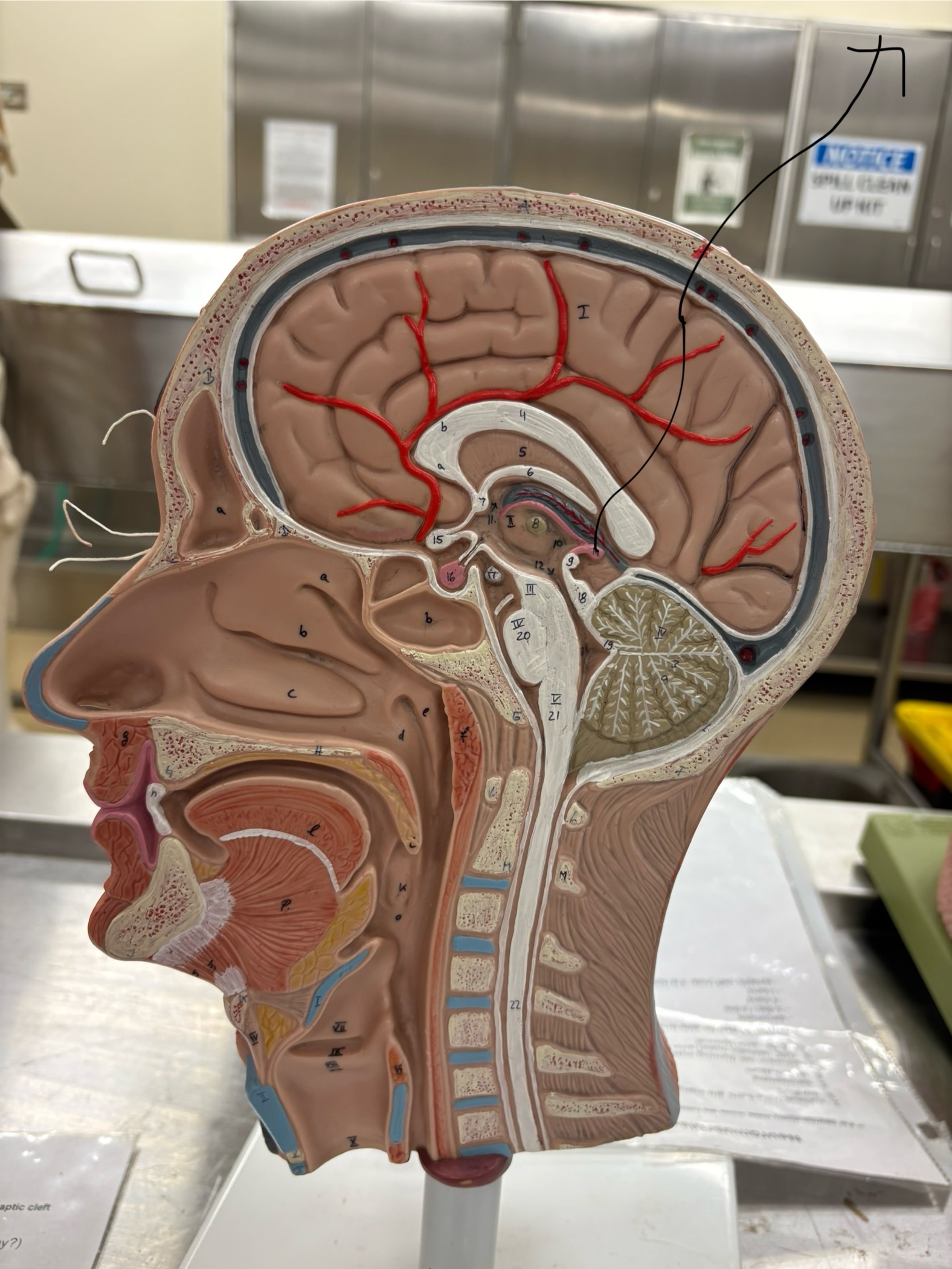 <p>what does this structure produce?</p>