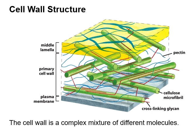 <p>(structure)</p><ul><li><p>below the middle lamella, above the plasma membrane - found in almost all plant cells</p></li><li><p>contains some pectin, and some hemicellulose, but mostly cellulose - so is less gel-like but still flexible</p></li><li><p>the cellulose forms the load-bearing part of the cell wall, and hemicelulose fibriles link them</p></li></ul><p>(function)</p><ul><li><p>provides protection for the plant cell, but is generally there to allow the cell to have flexibility and grow - the vacuole can exert pressure against it etc</p></li><li><p>allows cells to connect to neighbours also</p></li></ul><p></p>