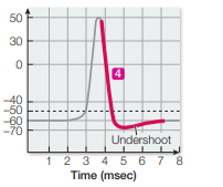 <p>the dip in the membrane potential following an action potential</p>