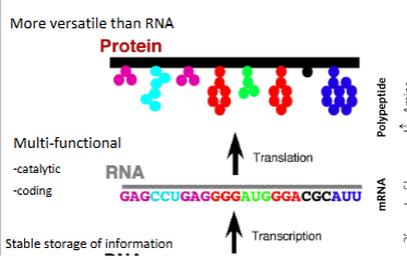 <p>DNA → RNA → proteins</p><ul><li><p>majority of the chemistry of DNA or RNA occurs through <strong>hydroxyl groups</strong></p></li><li><p>each amino acid is coded for by <strong>3 nucleotides</strong></p><ul><li><p>350 amino acid residues is incodd by 1,050 base pairs of coding DNA!!!</p></li></ul></li></ul><p></p>