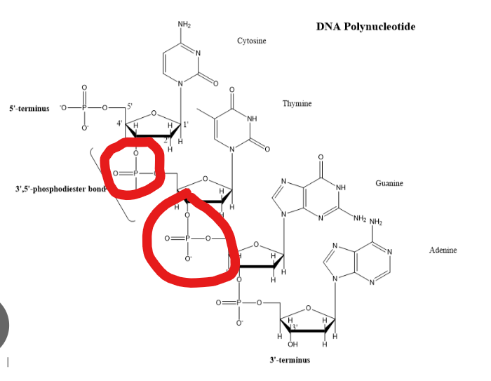 <p>What connects each nucleotide in a polynucleotide </p>