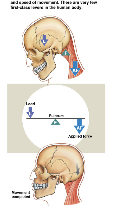 <p>fulcrum in the middle [nodding movement with skull]</p>