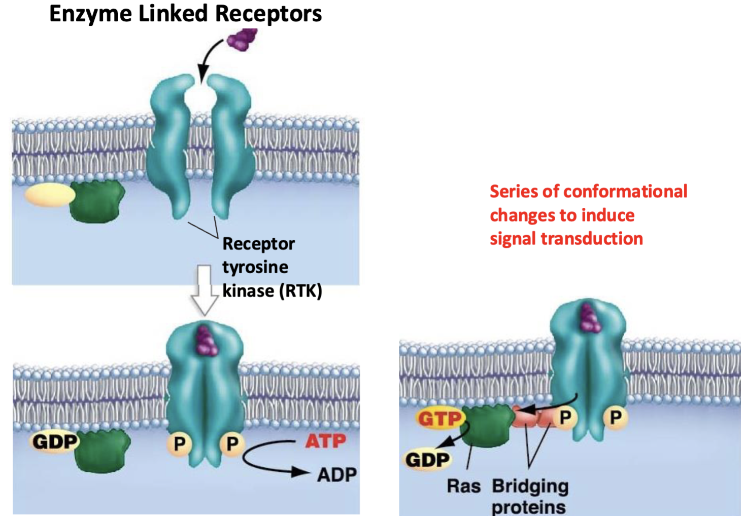 <ul><li><p>series of conformational changes to induce signal transduction</p></li><li><p>G protein associates w/Ras protein </p></li></ul><p></p>