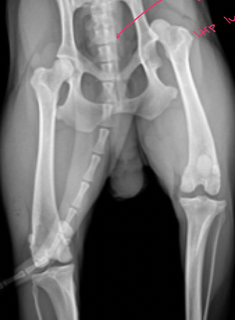 <p>Craniodorsal hip luxation </p><ul><li><p>tx</p><ul><li><p>Ehmer sling </p></li><li><p>makes it abduct </p></li></ul></li></ul><p></p>