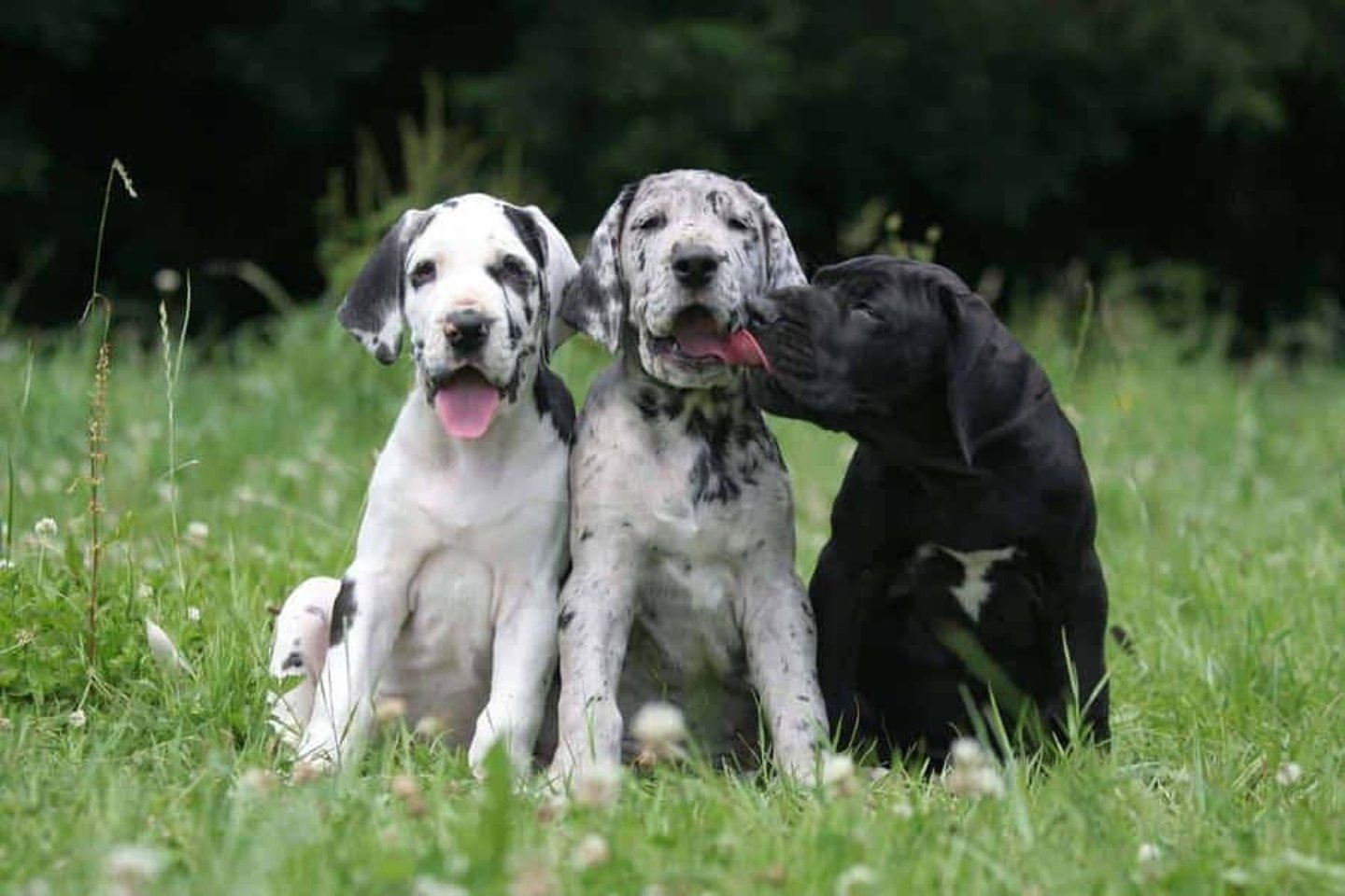 <p>Cervical vertebral malarticulation/malformation, commonly seen in Great Danes and other giant breeds.</p>