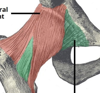 <p>What is the green ligament?</p>