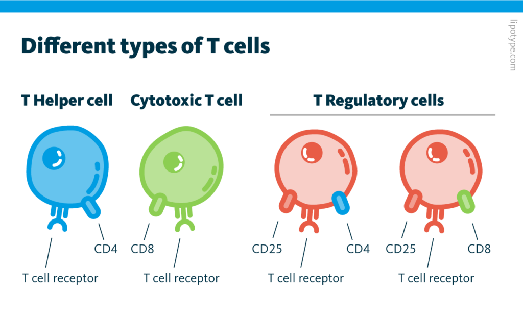 <ol><li><p>Helper T cells (CD4+)</p></li><li><p>Cytotoxic T cells (CD8+)</p></li><li><p>Regulatory T cells </p></li></ol><p></p>