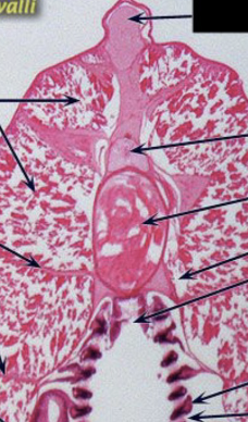 <p>lancelet cross section</p>
