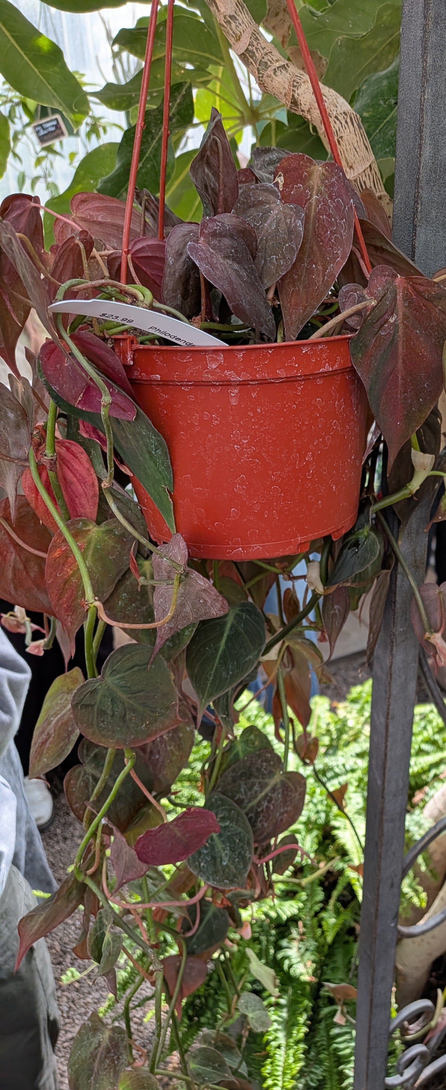<p>Micans Philodendron</p>