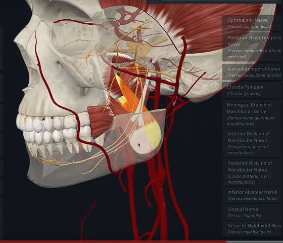 <p>What are the two side by side muscles called?</p>
