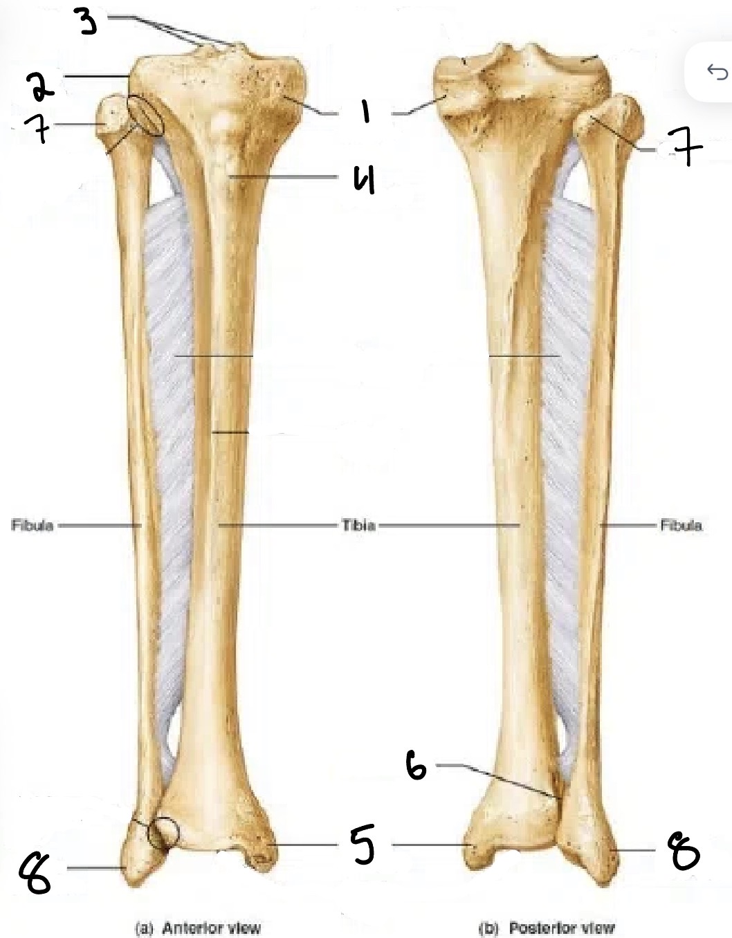 <p>5</p>