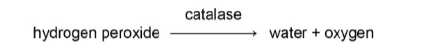 <p>The reaction is catalysed by the enzyme catalase is shown below. </p><p>Use your knowledge of the induced-fit model to explain how catalase breaks down hydrogen peroxide (3) </p>