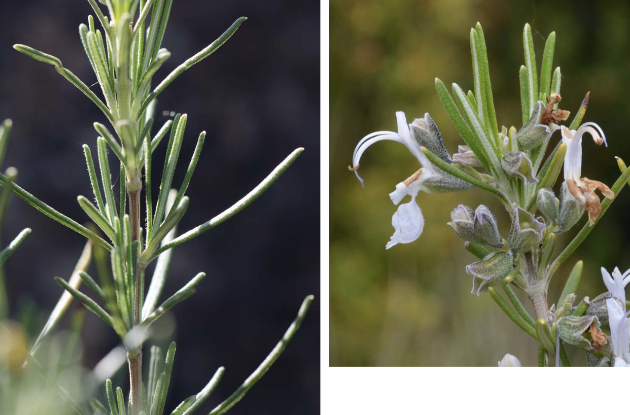 <p>Rosmarinus officinalis</p>
