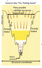 <p>native structure has lower free energy, partially folded is higher, and the unfolded structures are at the top</p>
