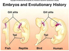 <p>Similarities in the ways that organisms grow from zygotes to adults that exist because the organisms share a common ancestor.</p>
