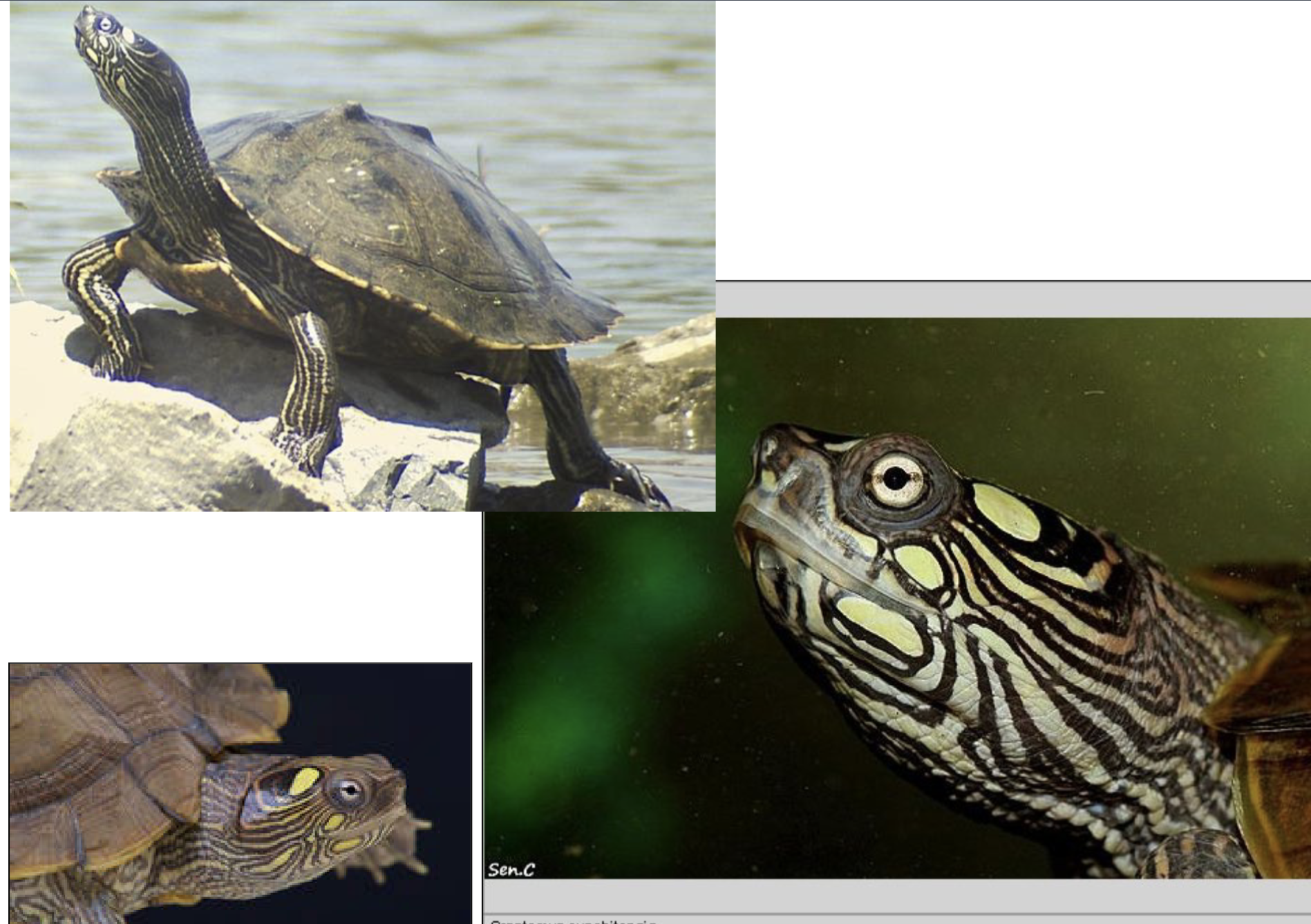 <p>median keel and blunt knobs or spines</p><p>on the second and third vertebral scutes;</p><p>yellow plastron with dark figure;<strong> yellow</strong></p><p><strong>blotch behind eye and often 3 spots on</strong></p><p><strong>underneath lower jaw</strong></p><p><strong>dist: </strong>W and C KY</p><p><strong>Habitat:</strong> riverine</p>