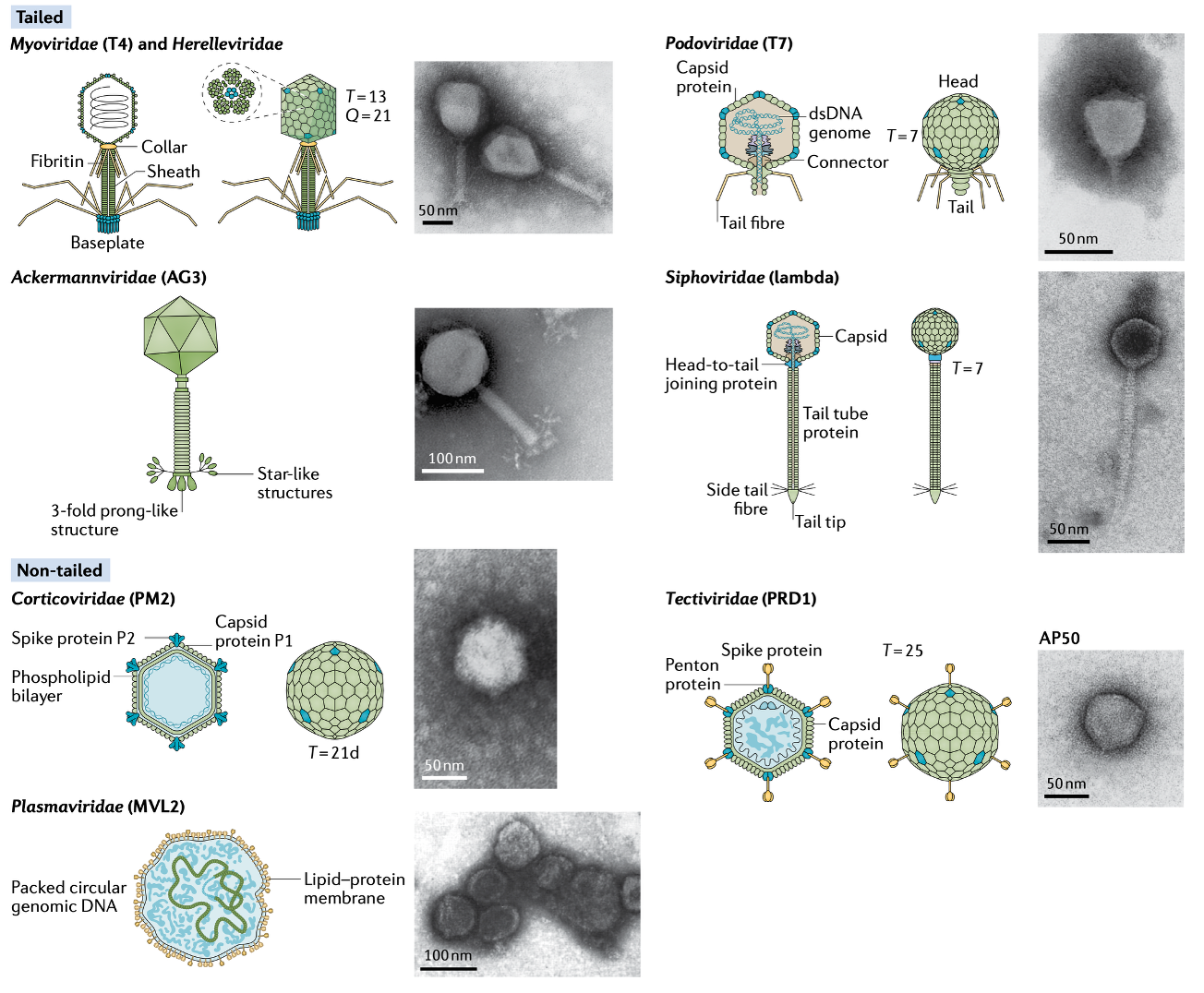 <p><strong><em>Crassviridae</em></strong><em> - </em>present in 73% of human fecal samples</p><p>→ important in gut microbiota</p>
