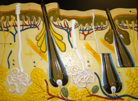 <p>What is this layer (middle arrow)?</p>