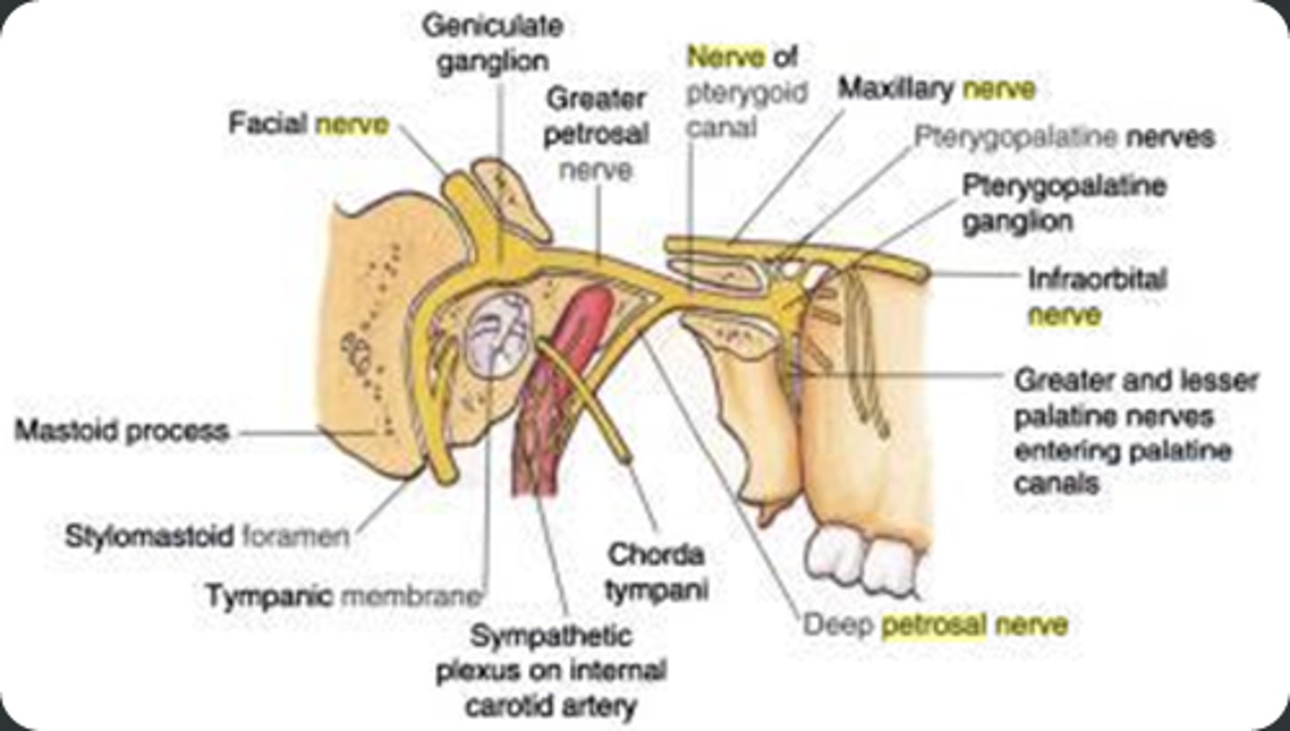 <p>what is the course of the Greater petrosal nerve of the geniculate ganglion (CN VII)?</p>