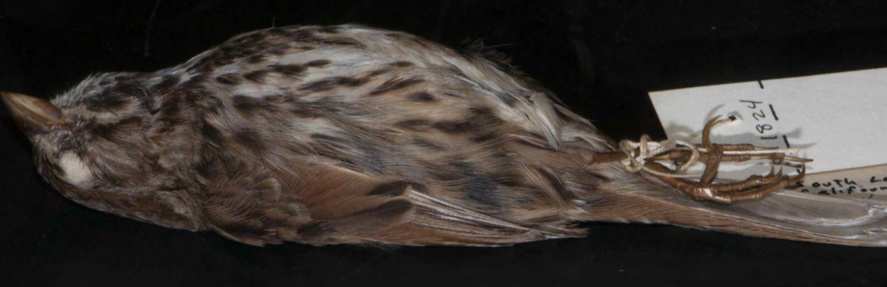 <p>Song Sparrow</p>