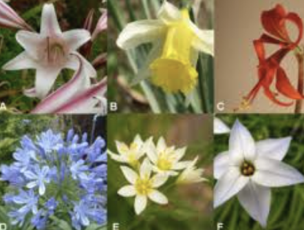 <p>The amaryllidiaceae family is also known as the Amaryllis or ________ family</p>