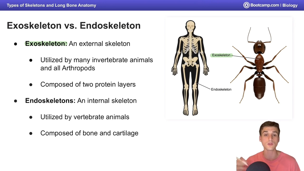 <p>invertebrate animals and arthropods</p>