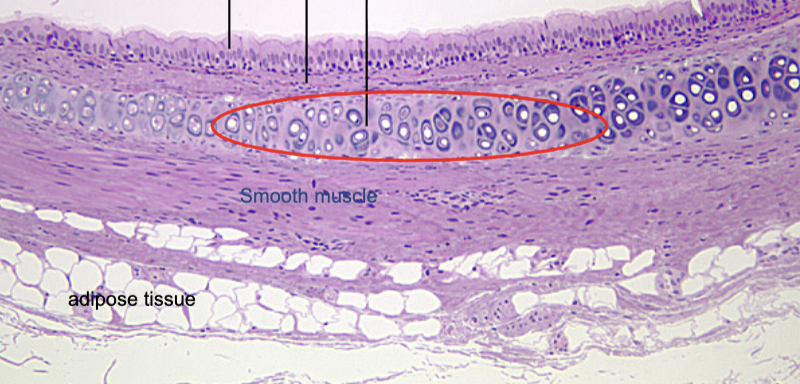 <p>hyaline cartilage function and location</p>