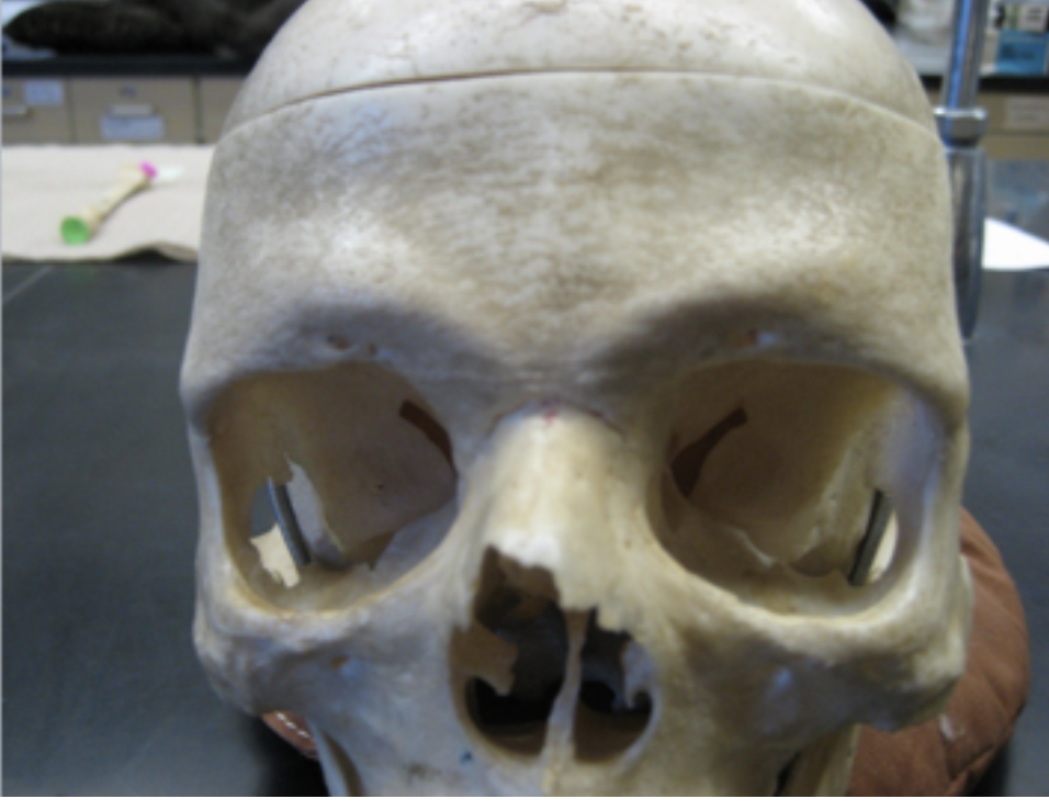 <p>male or female?</p>