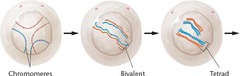 <p>Homologous chromosomes pair up (synapsis) to form bivalents.</p>