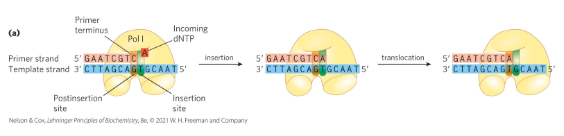 <p>DNA polymerase requires a single-stranded template and a free 3′ hydroxyl to synthesize DNA in a template-driven 5′→3′ manner. Double-stranded DNA is too stable for polymerase to work, so a helicase, which is ATP-dependent and acts like a zipper, separates the two strands to create single-stranded templates for the polymerase to extend from the primer. Without a single-stranded template, polymerase cannot function.</p>