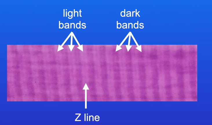 <p>A band contains myosin filaments</p><p>I band contains only actin filaments</p>