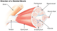 <p>fast and slow skeletal muscle fibres</p>