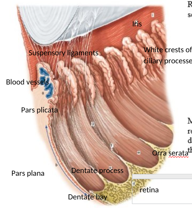 <p>a = pars plicata</p><p>b =  pars plana</p><p></p><p>h/i = iris</p><p></p><p>d= retina</p><p></p>