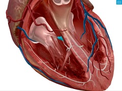 <p>Identify the structure</p>