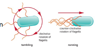 <p>If the bacteria wants to <strong>run</strong>/<strong>swim </strong>in a <strong>direction</strong>, it will move its <strong>flagella counter</strong>-<strong>clockwise </strong></p><p>If the bacteria wants to <strong>prevent movement</strong>, it will move its <strong>flagella clockwise</strong></p><p><strong>Swarming </strong>is <strong>rapid</strong>-<strong>like </strong>movement</p>