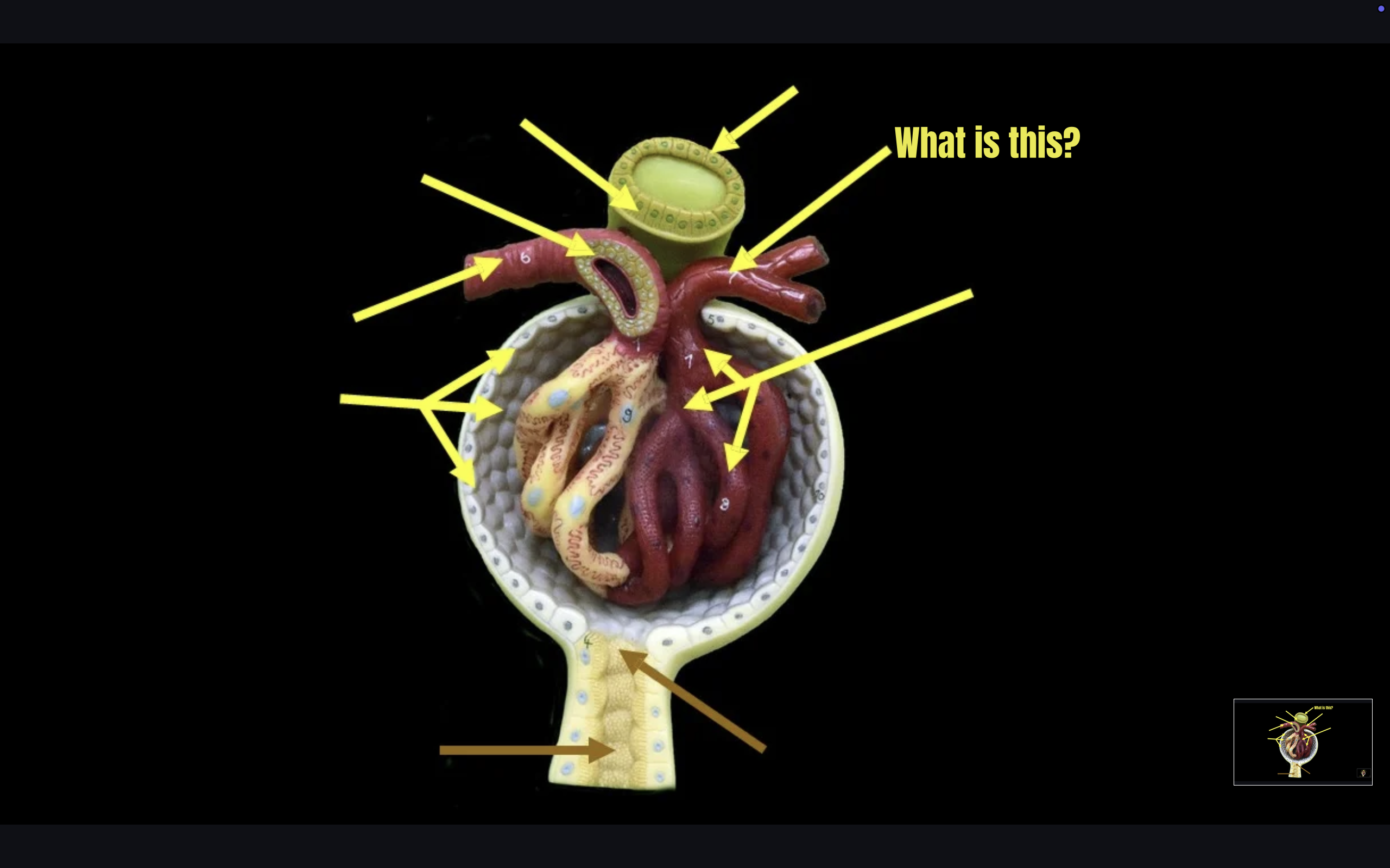 term image