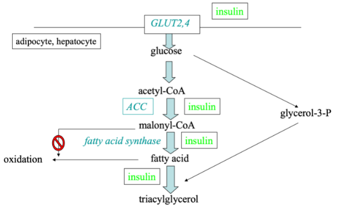 <ul><li><p><strong>De novo lipogenesis:</strong> synthesis of fatty acids from <strong>non-lipid precursors</strong> (glucose, fructose, amino acids → acetyl-CoA).</p></li><li><p>Occurs mainly in <strong>liver and adipose tissue</strong>.</p></li><li><p>Stimulated by <strong>high insulin</strong> (fed state).</p></li><li><p>Excess carbohydrate → stored as fat.</p></li></ul><p></p>