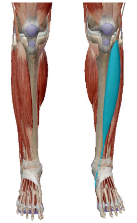 <p>what muscle is this</p>