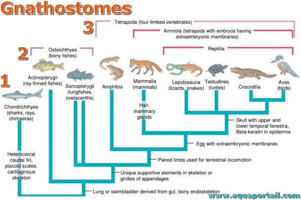 <p>jawed vertebrates</p>
