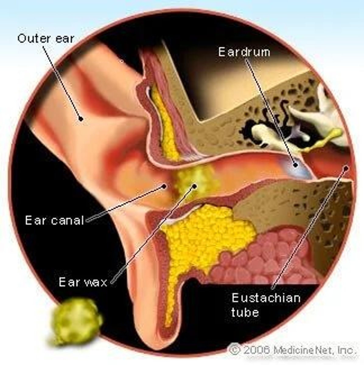 <p>Pertaining to sense of hearing</p>