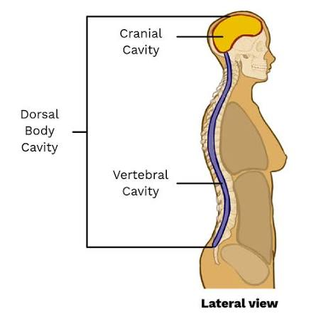 <p>brain and spinal cord; comprised of brain; comprised of crain and vertebral cavitycranial</p>