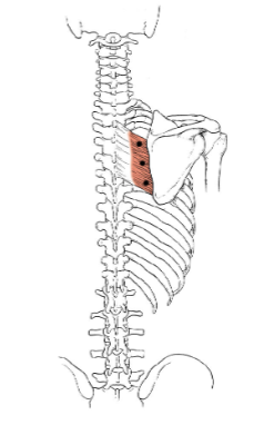 <p>What muscle is this?</p>