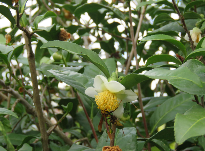 <p>What is this plant? <strong><em><u>What part of the plant has the relevant compound we discussed? </u></em></strong>What is the compound?</p>