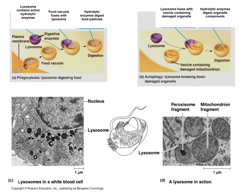 <p>Lysosomes</p>