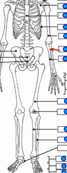 <p>later lower arm bone </p>