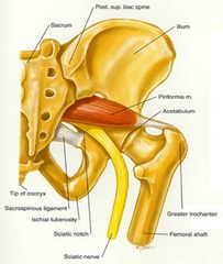 <p>anterior surface of sacrum</p>