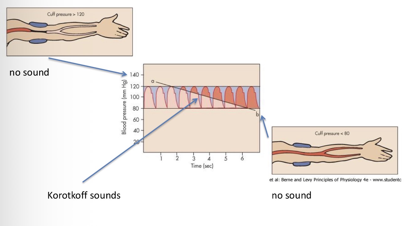 <p>1 - probe into the vessel but that is a procedure you cannot do routinely</p><p>2 - method with the cuff - pump up the cuff with pressure that is higher than systolic pressure (more than 120) → no flow from the artery because it is blocked → gradual decrease of pressure in the cuff and during the tip of the pause when the pressure is at its highest, the flow returns to the arm and since the Diameter is slow and the pressure in those veins is high, SOUND IS GENERATED - Korotkoff sounds → as we further reduce the pressure that ensures continuous flow through the vessel = reached diastolic pressure</p><p>Tip of the pause → pressure is higher than max systolic pressure</p><p>When the flow turns smooth → the pressure reaches under diastolic pressure for a second</p>