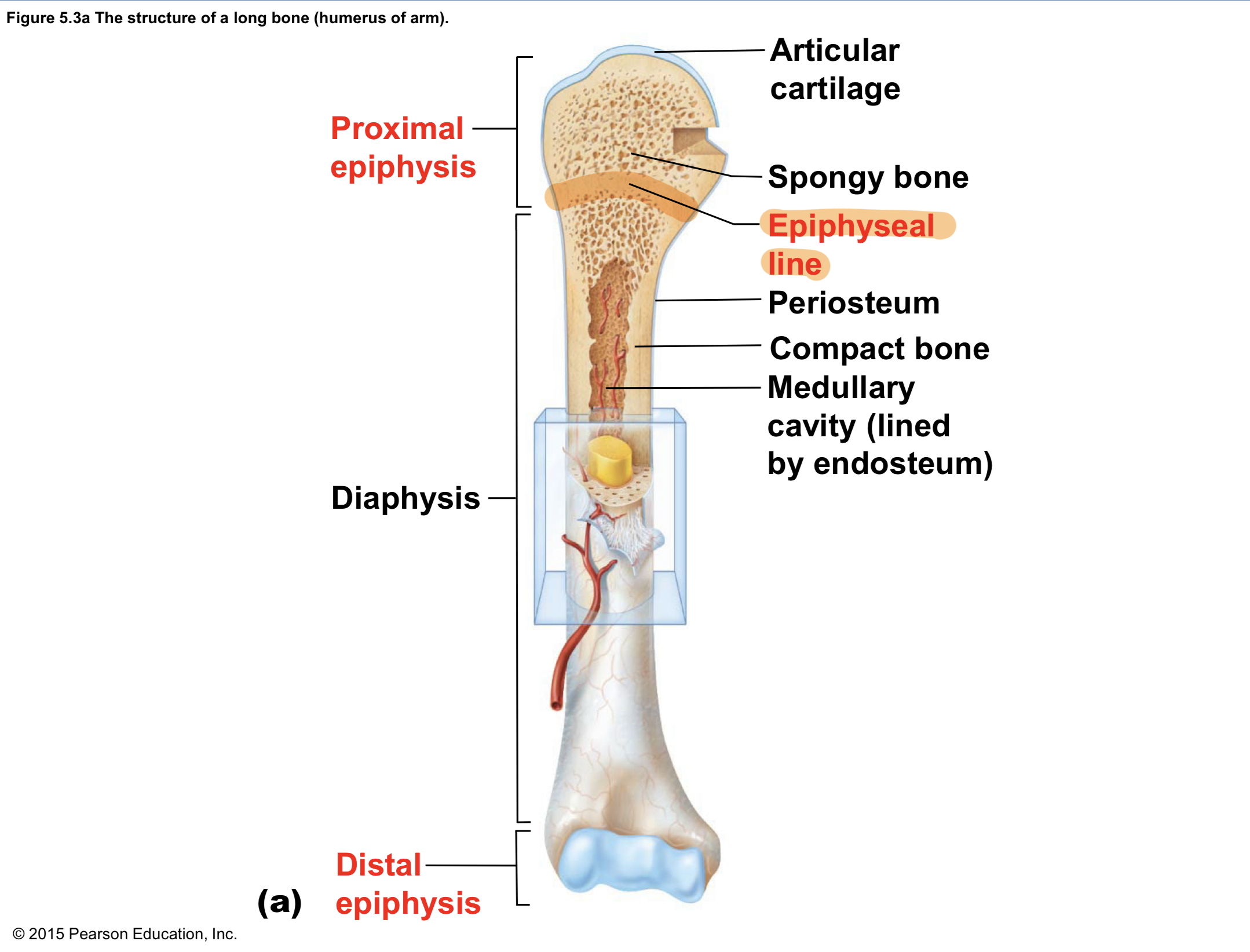 <p>Epiphyseal PLATE (Gross Anatomy of LONG Bones)</p>